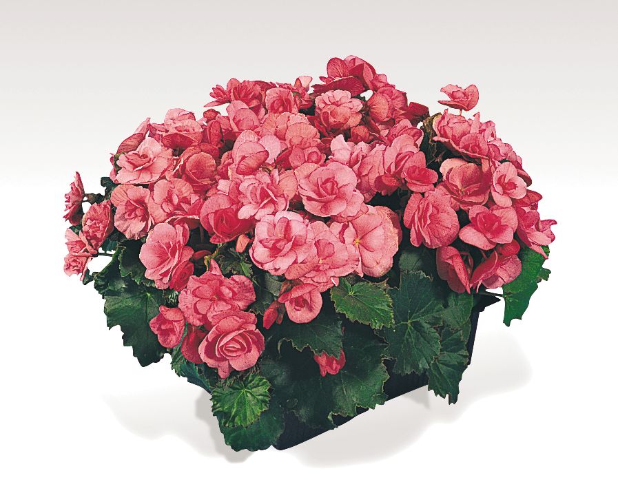 B. ‘Charisma Pink’